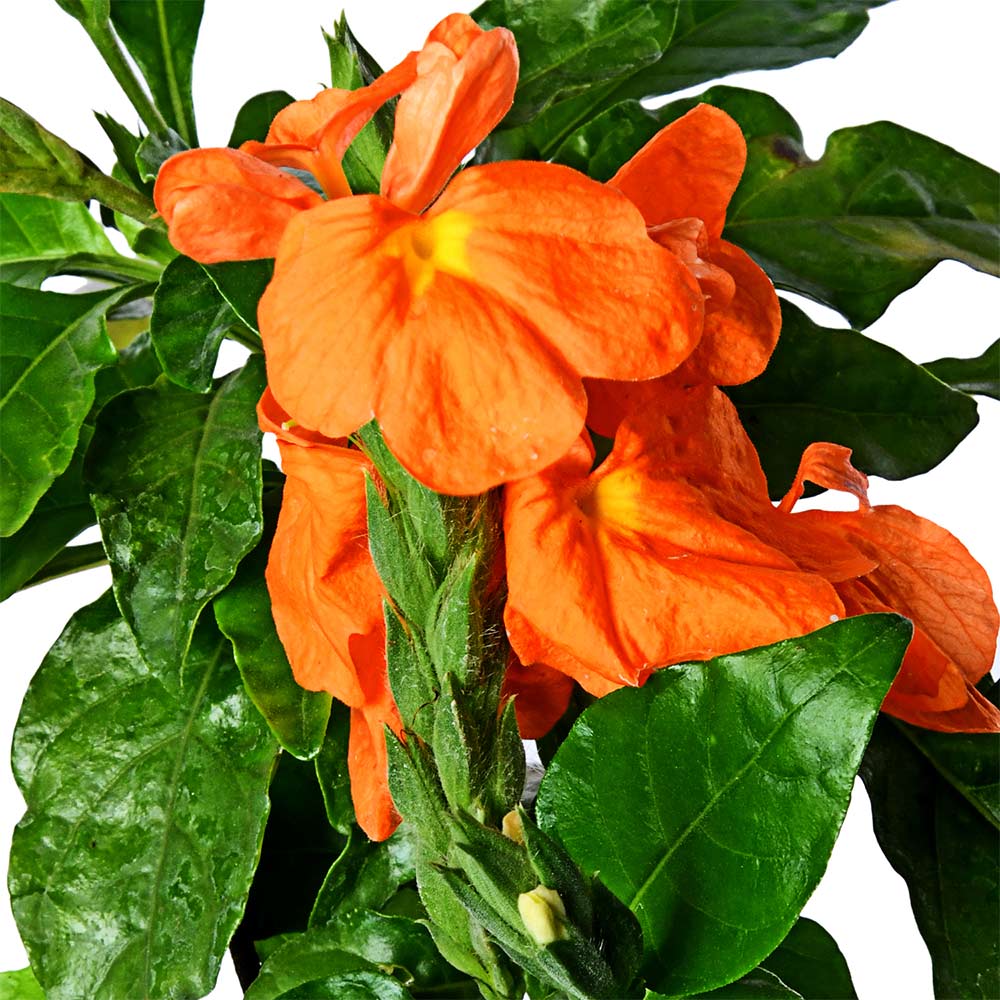 Abuli, Firecracker Plant
