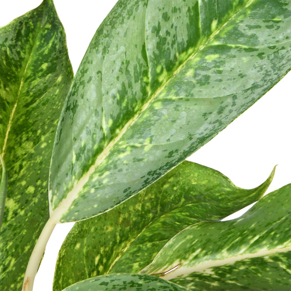 Aglonema Ghost (Chinese Evergreen)