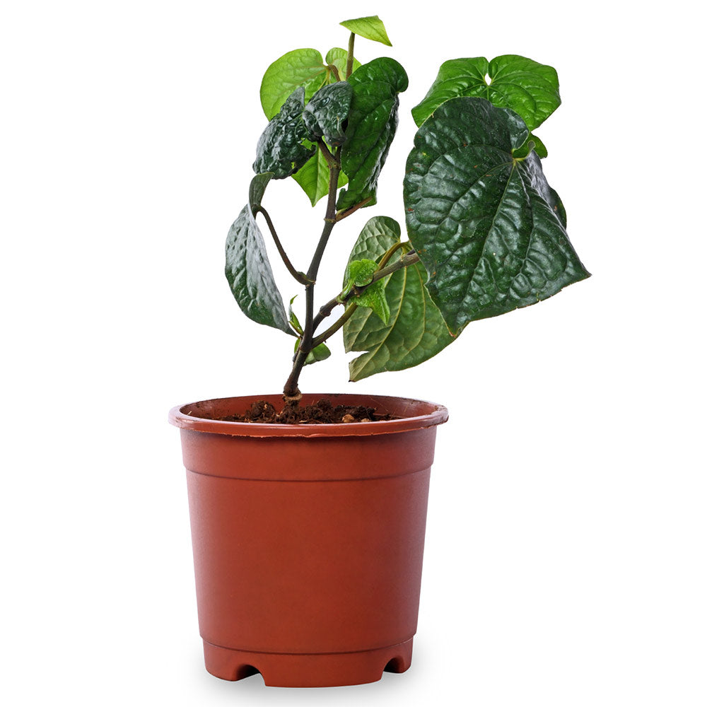 calcutta paan plant seeds Betel Leaf (Calcutta Paan)