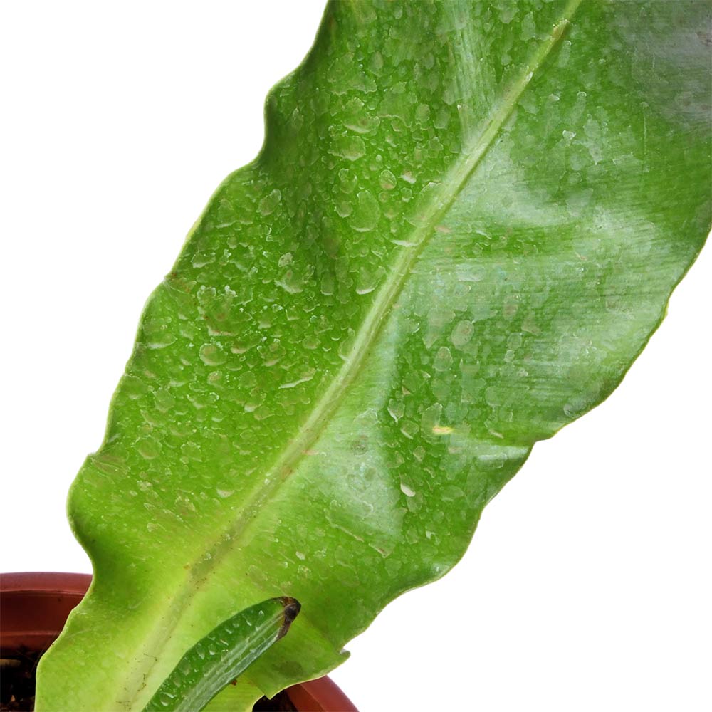 Birdnest Fern