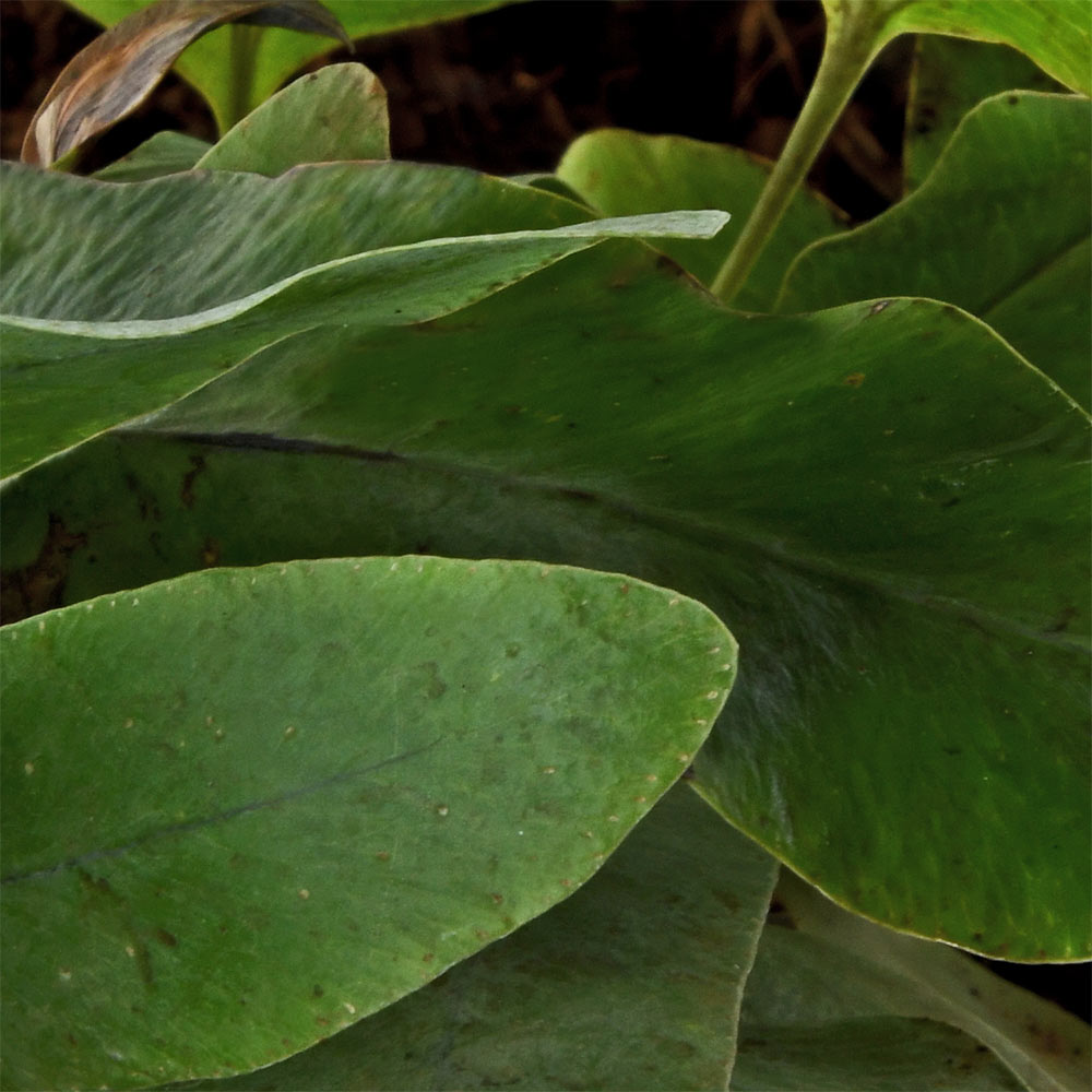 Blue Star Fern