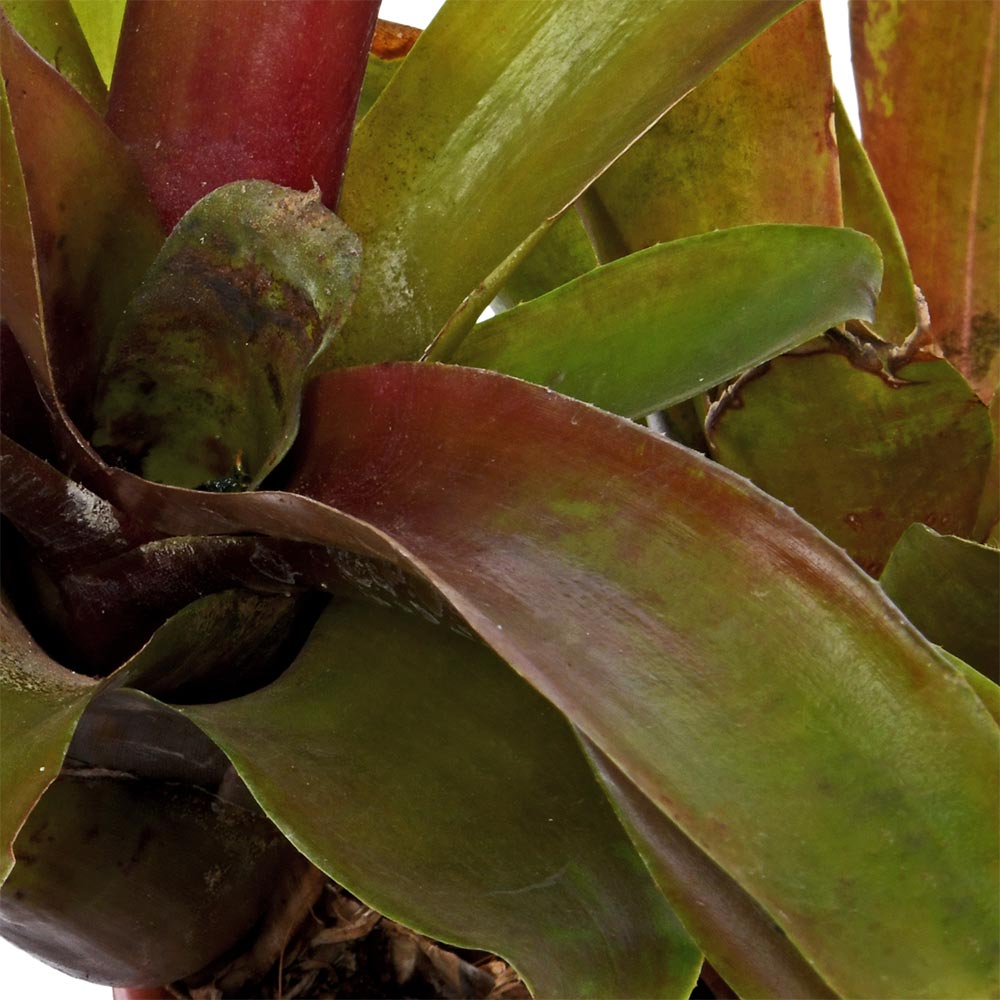 Red Pink Bromeliad
