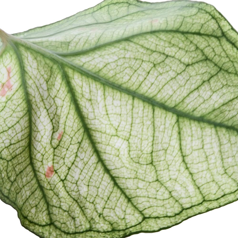 Caladium Red Dottie