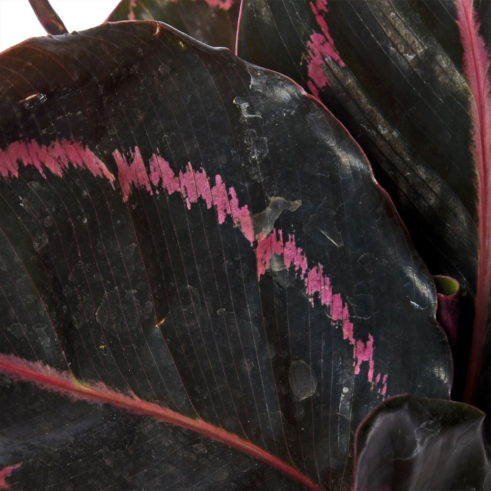 Calathea Roseopicta Dottie Live Plant