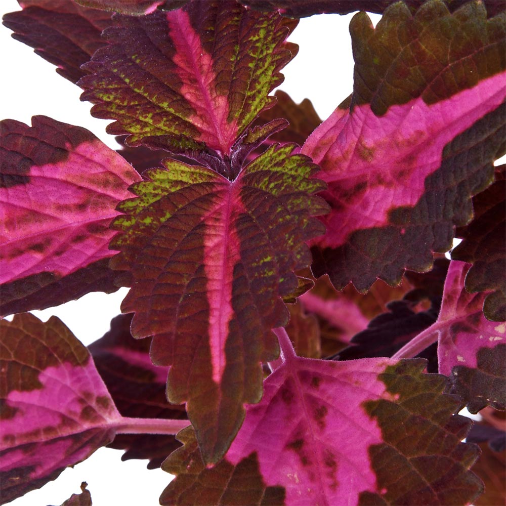 Coleus Pink Purple Natural Live Plant with Nursery Pot