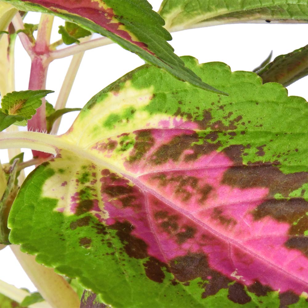 Coleus Pink With Green Lips