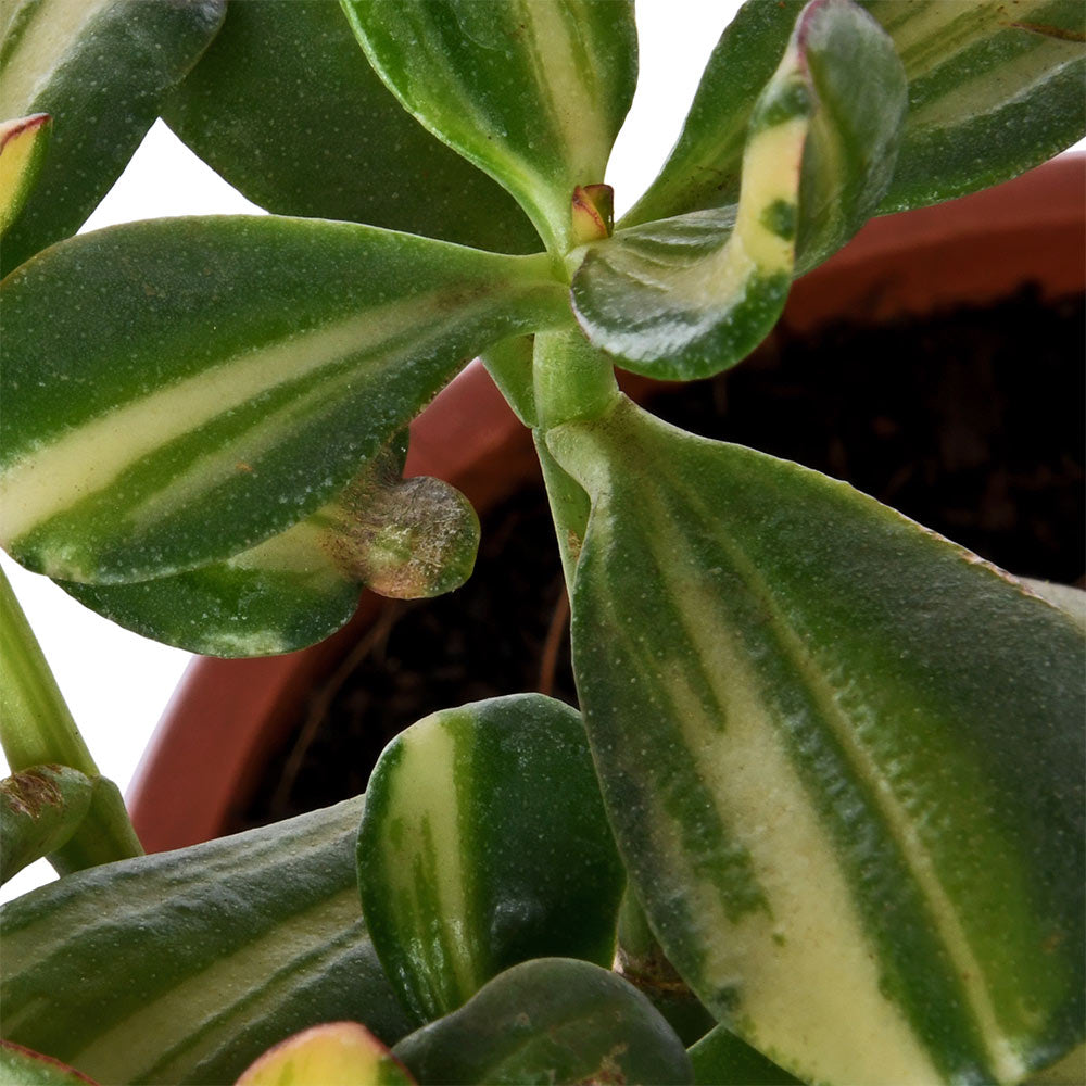 Crassula Ovata (Jade) Variegated Live Plant