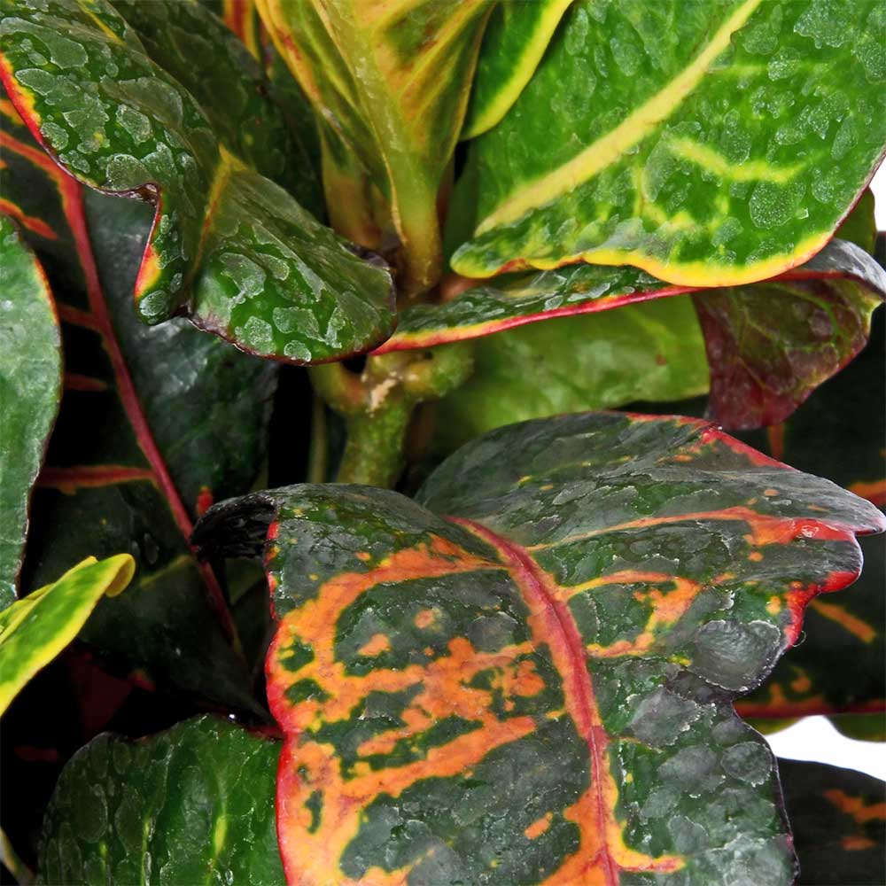 Croton Apple Natural Live Plant with Nursery Pot