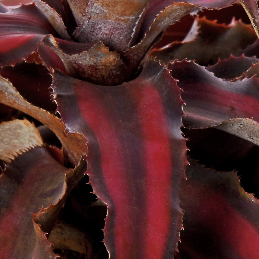 Crypthanthus Earth Star Red