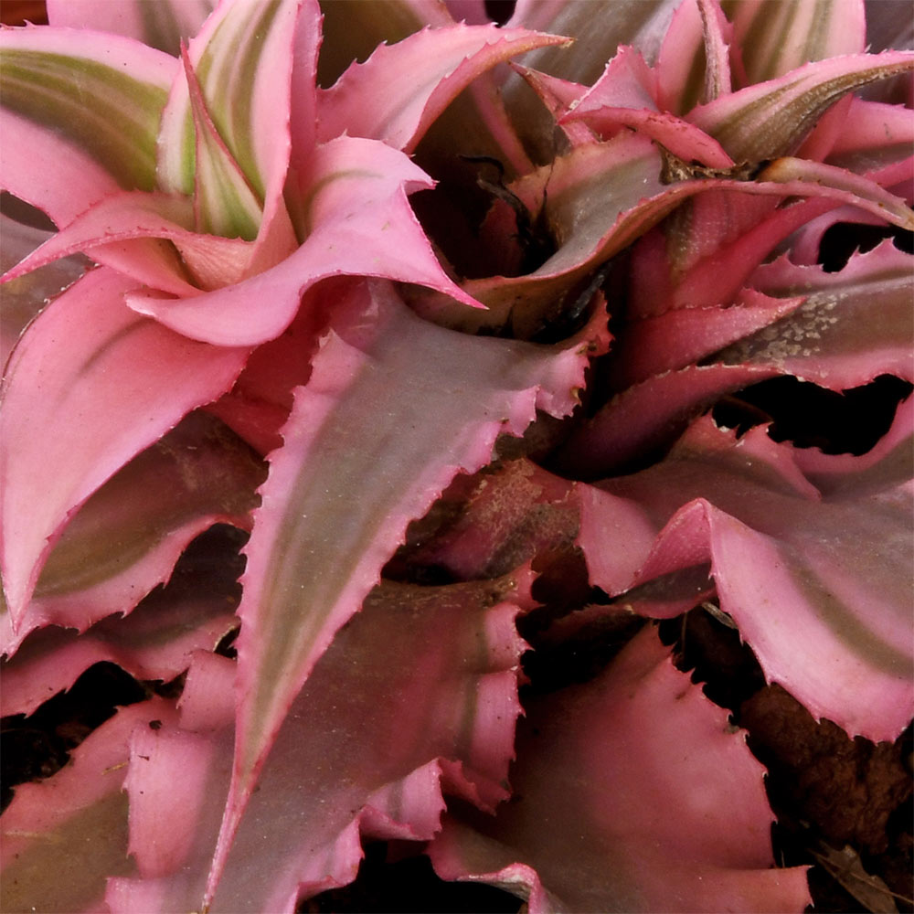 Crypthanthus Pink Natural Live Plant with Nursery Pot