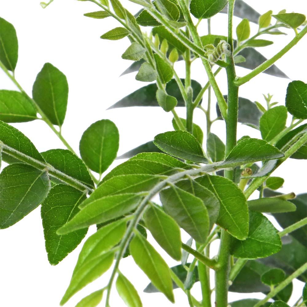 Curry Leaves, Kadi Patta, Sweet Neem,