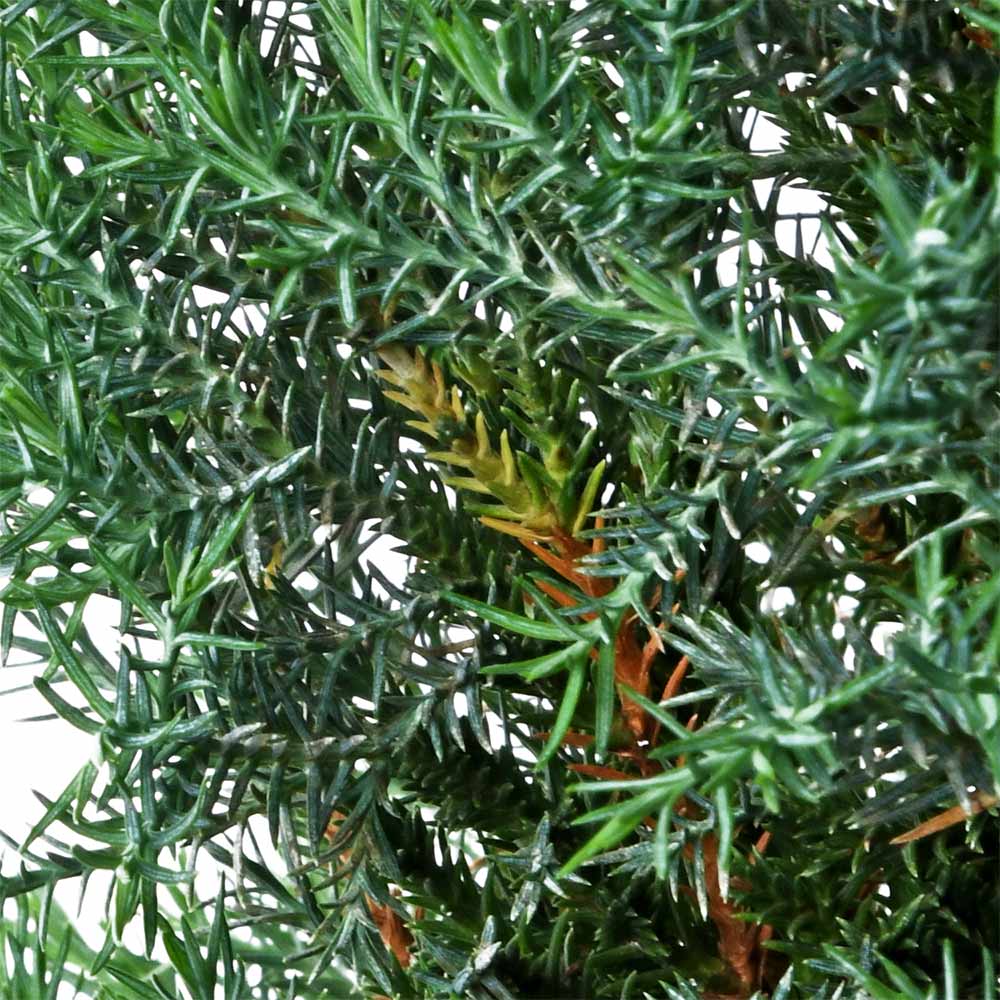 Cypress Hinoki Green