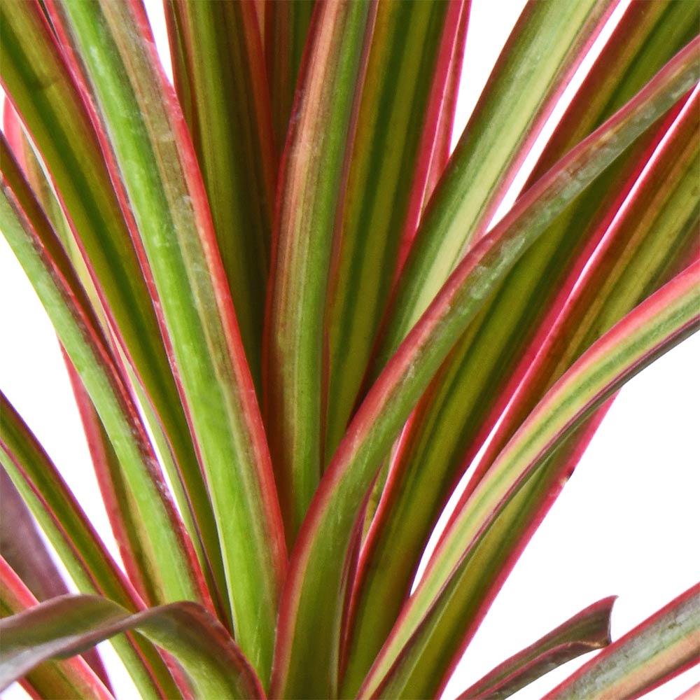Draceana Tricolor