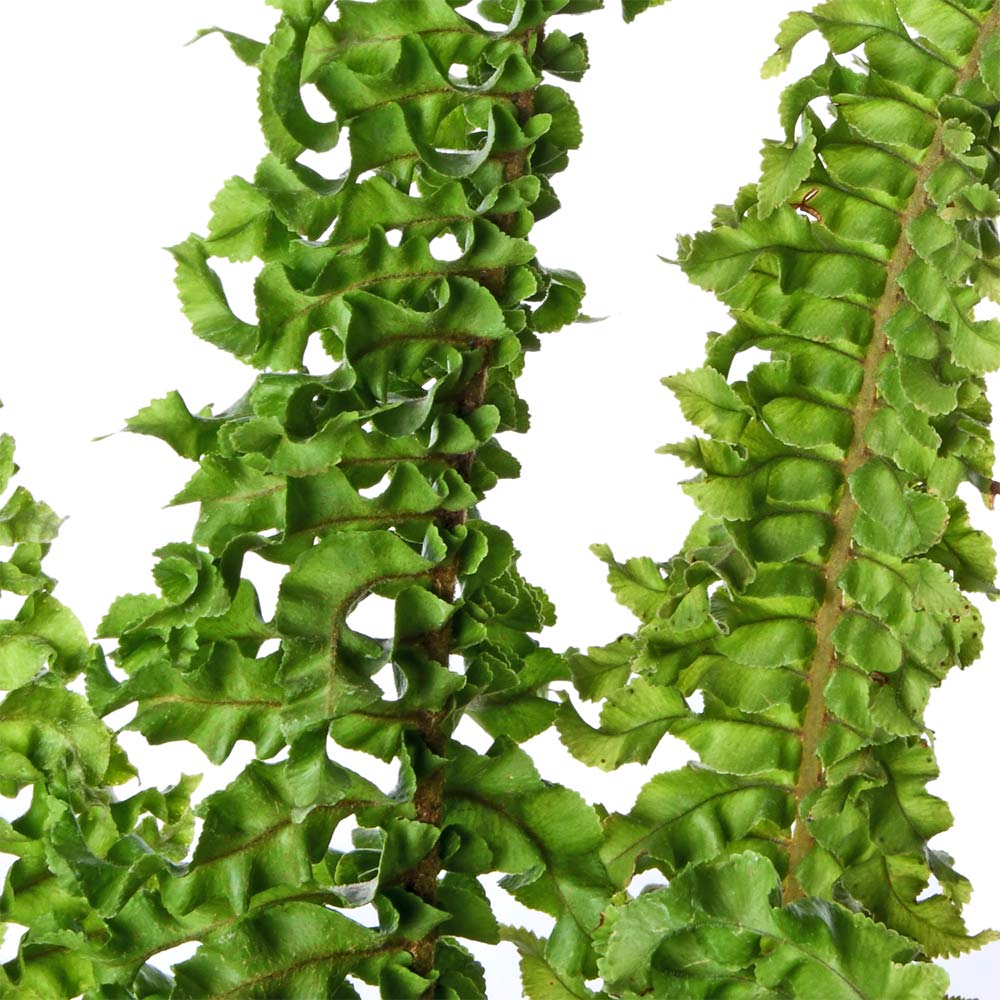Fern Emina