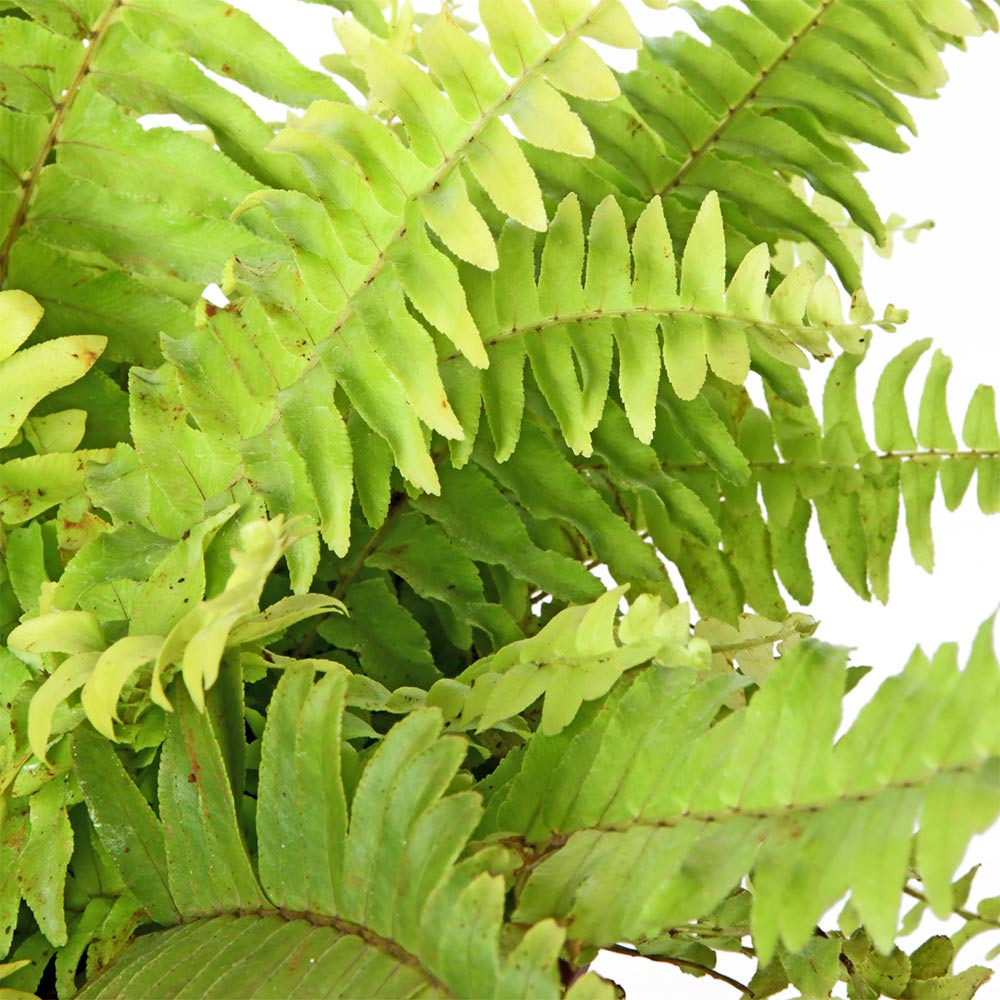 Golden Fern