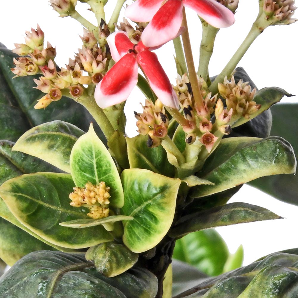 Ixora Variegated