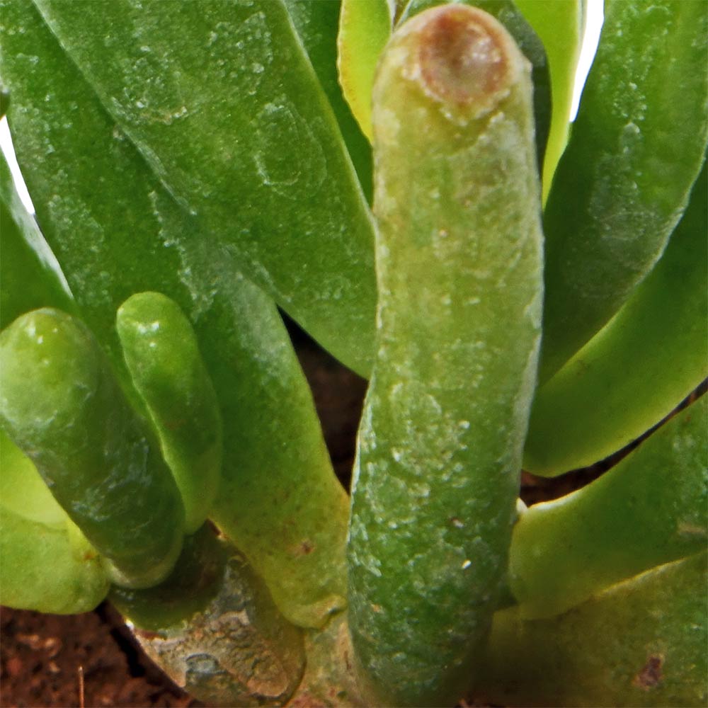 Jade Gollum Succulent