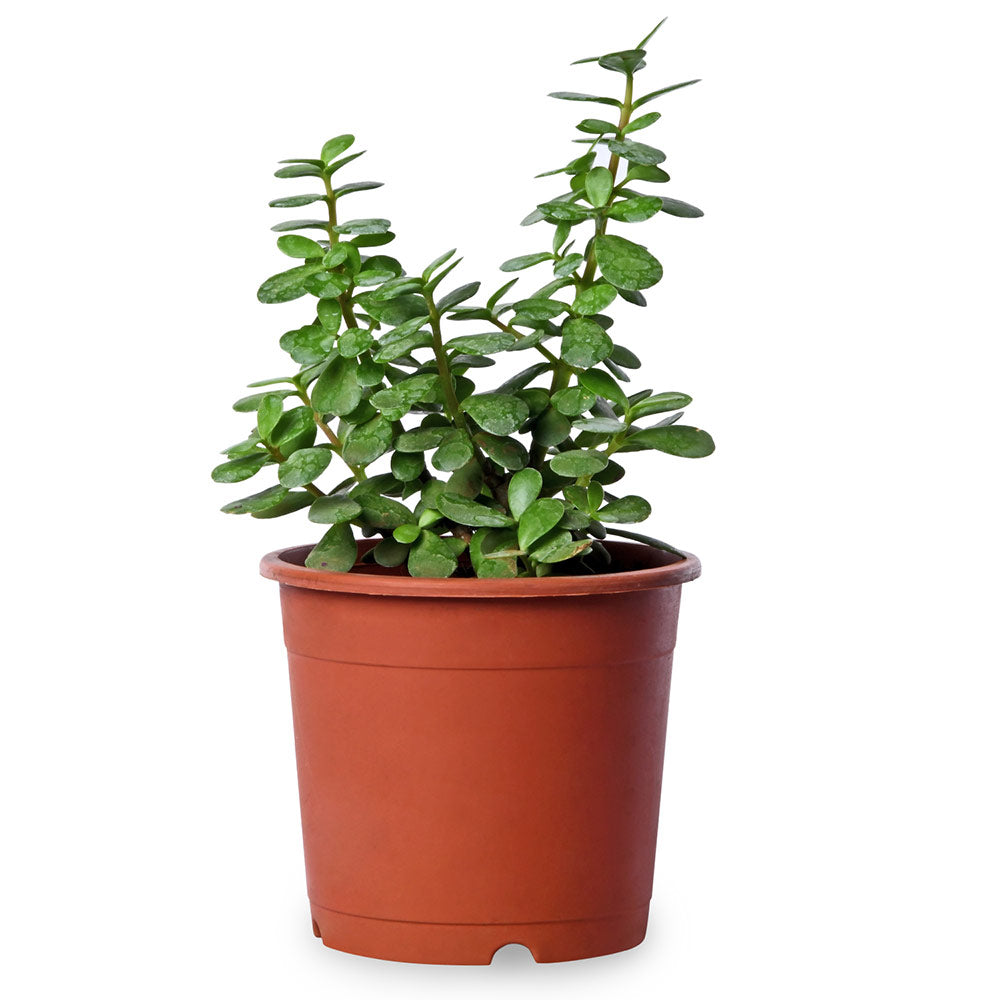 jade plant pet friendly Jade Plant