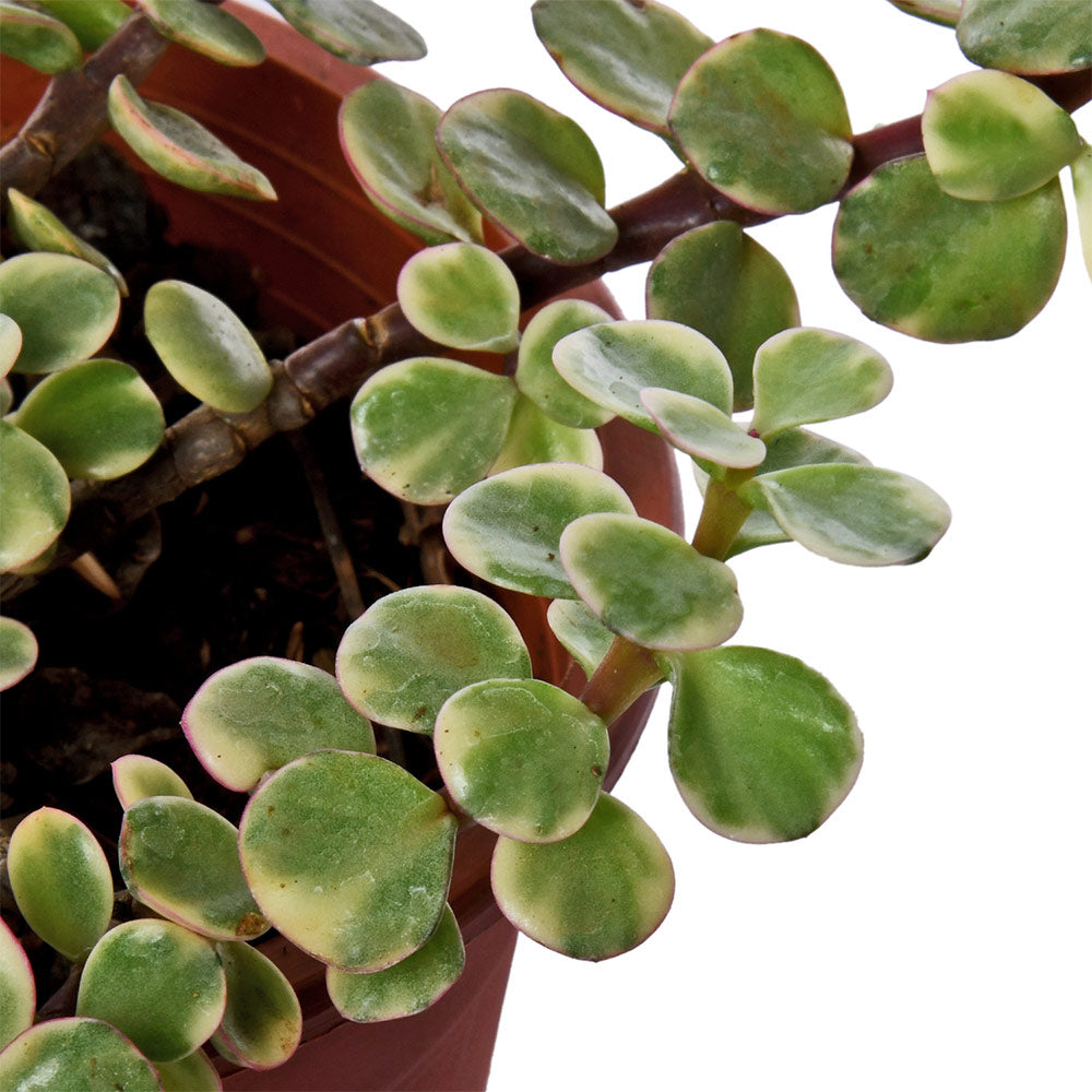 Jade Variegated