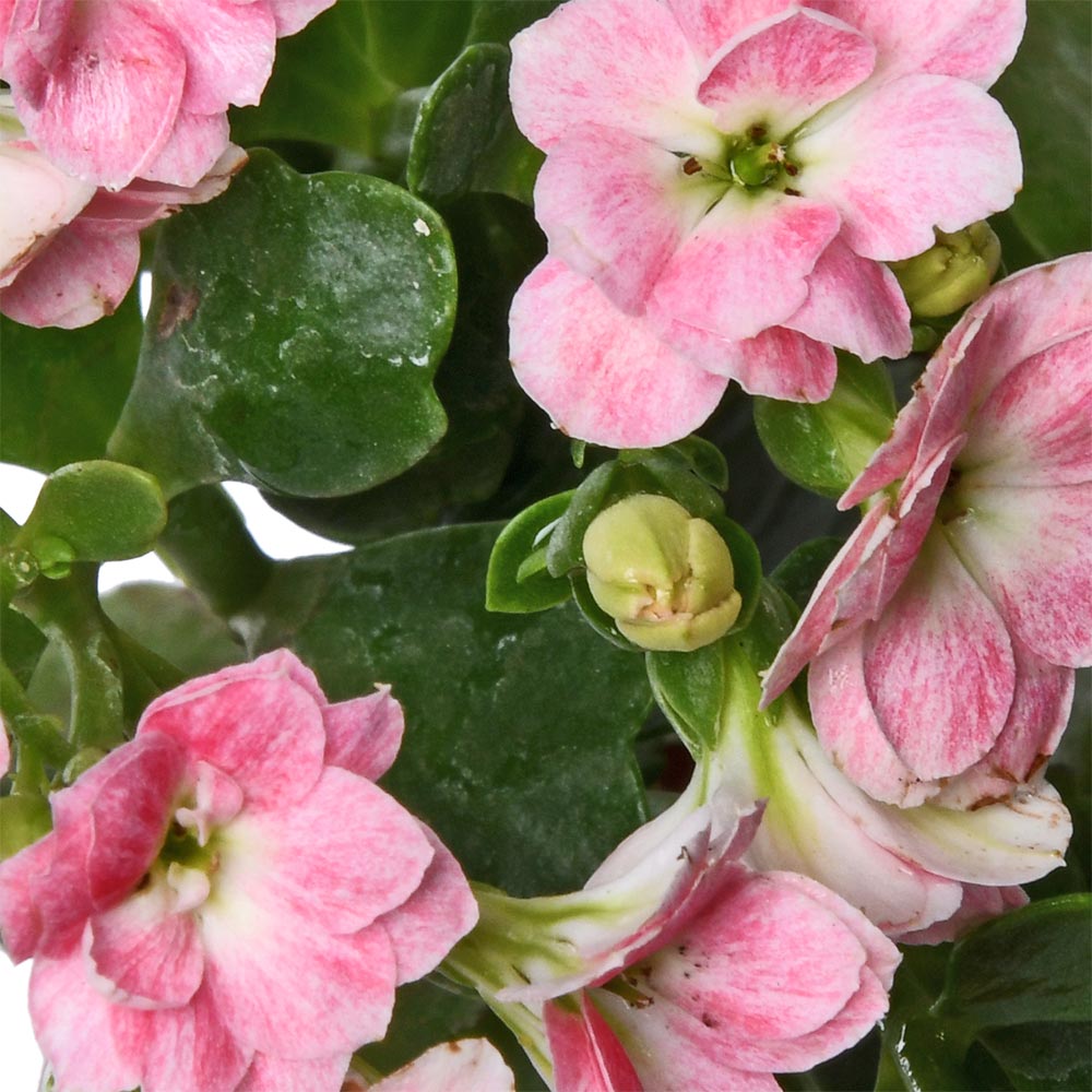 Kalanchoe Pink