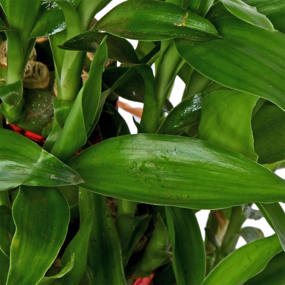 Lucky bamboo 2 layer