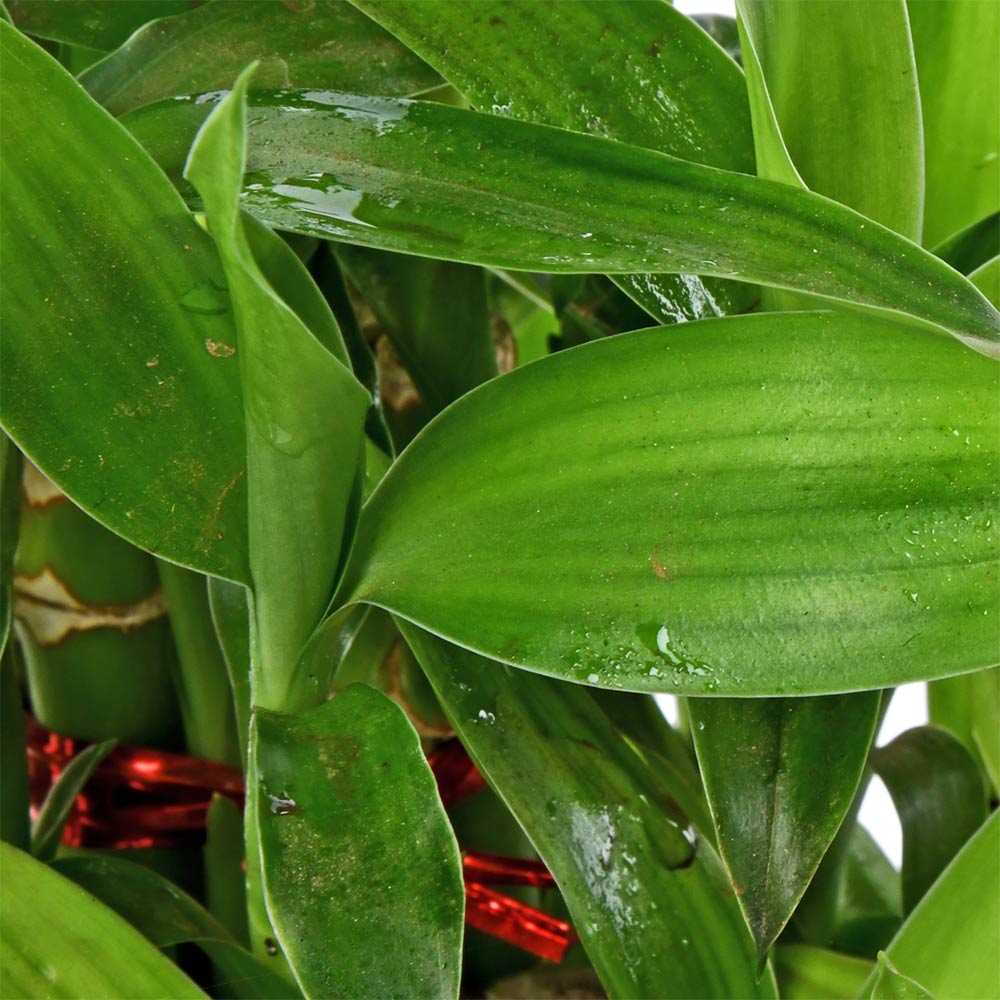 Lucky Bamboo 3 Layer