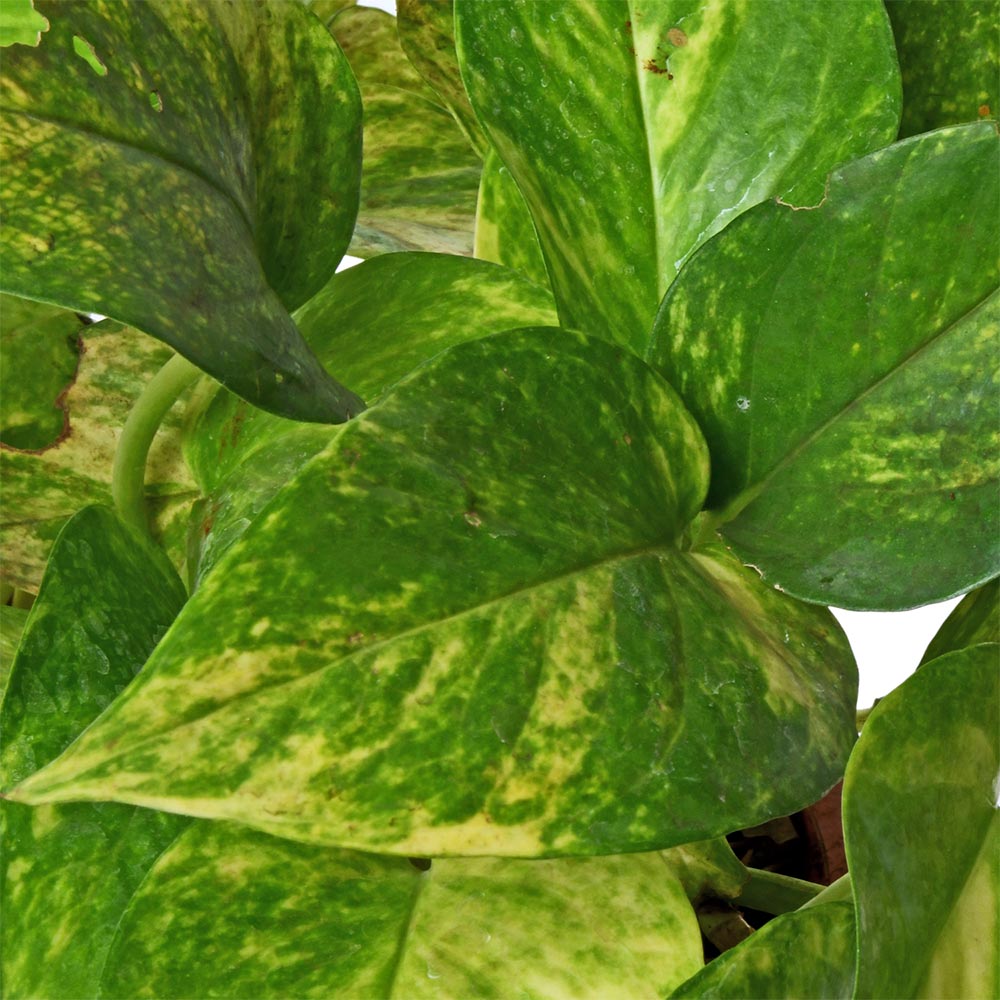 Money Plant Green, Scindapsus