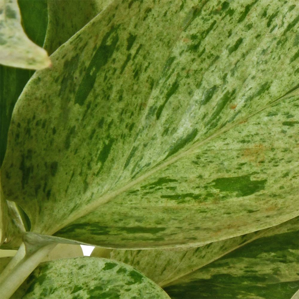 Money Plant Marble Queen