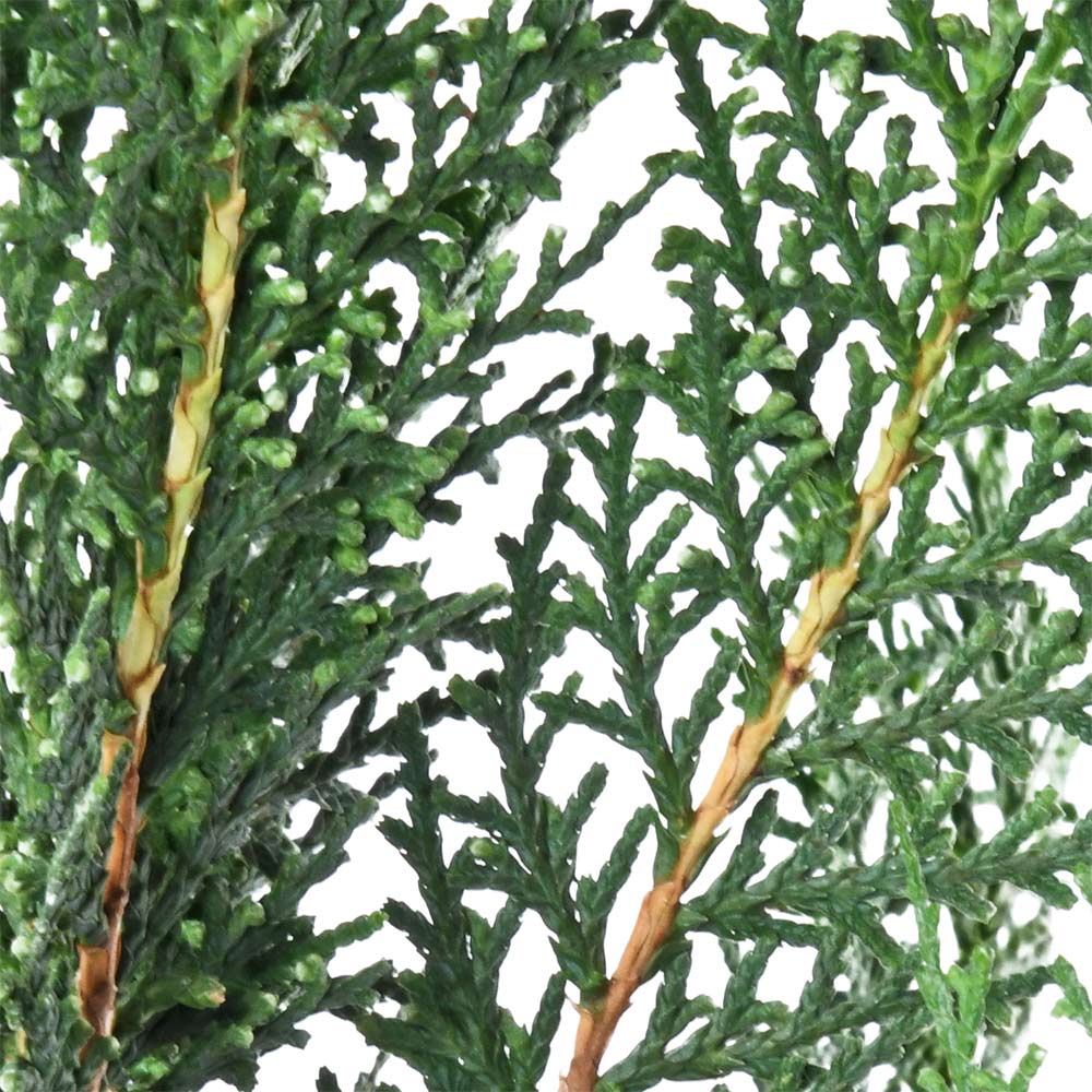 Morpanki, Thuja Compacta