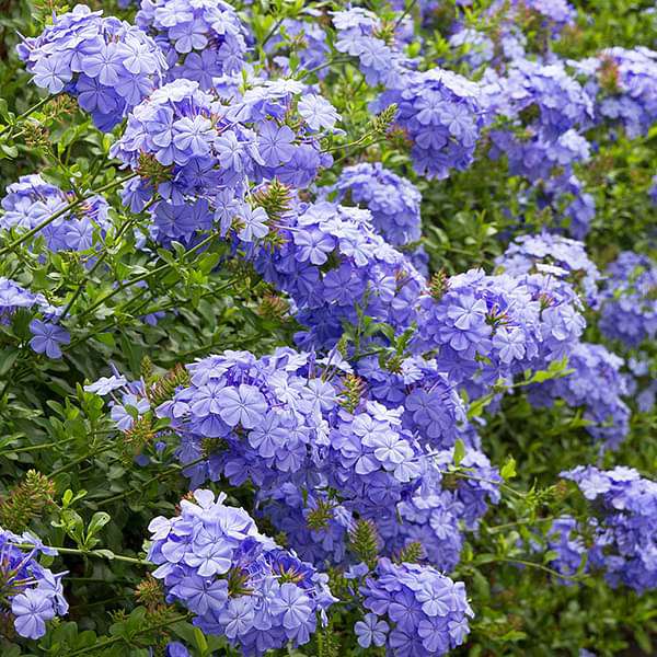 Plumbago