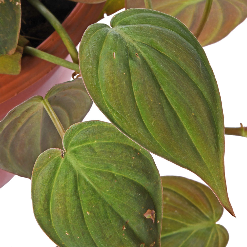 Philodendron Oxycardium heart leaf