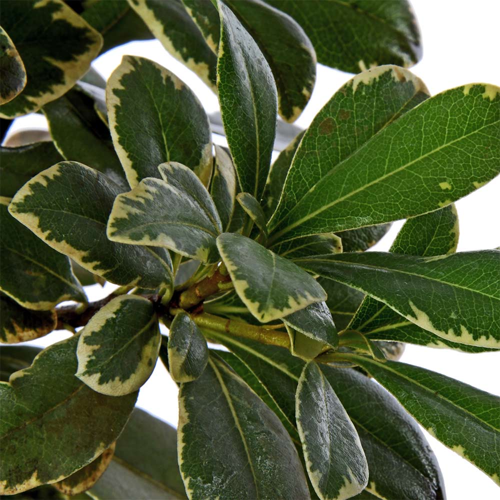 Pachysandra Terminalis