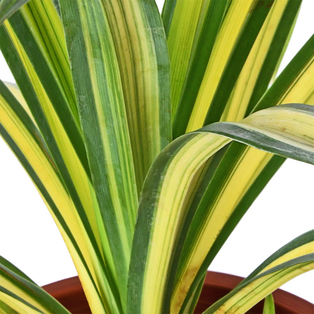 Pandanus