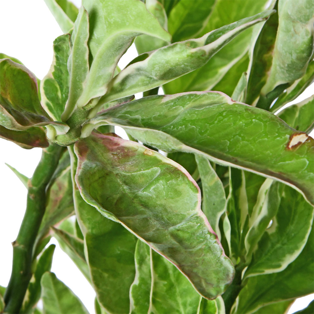 Pedilanthus