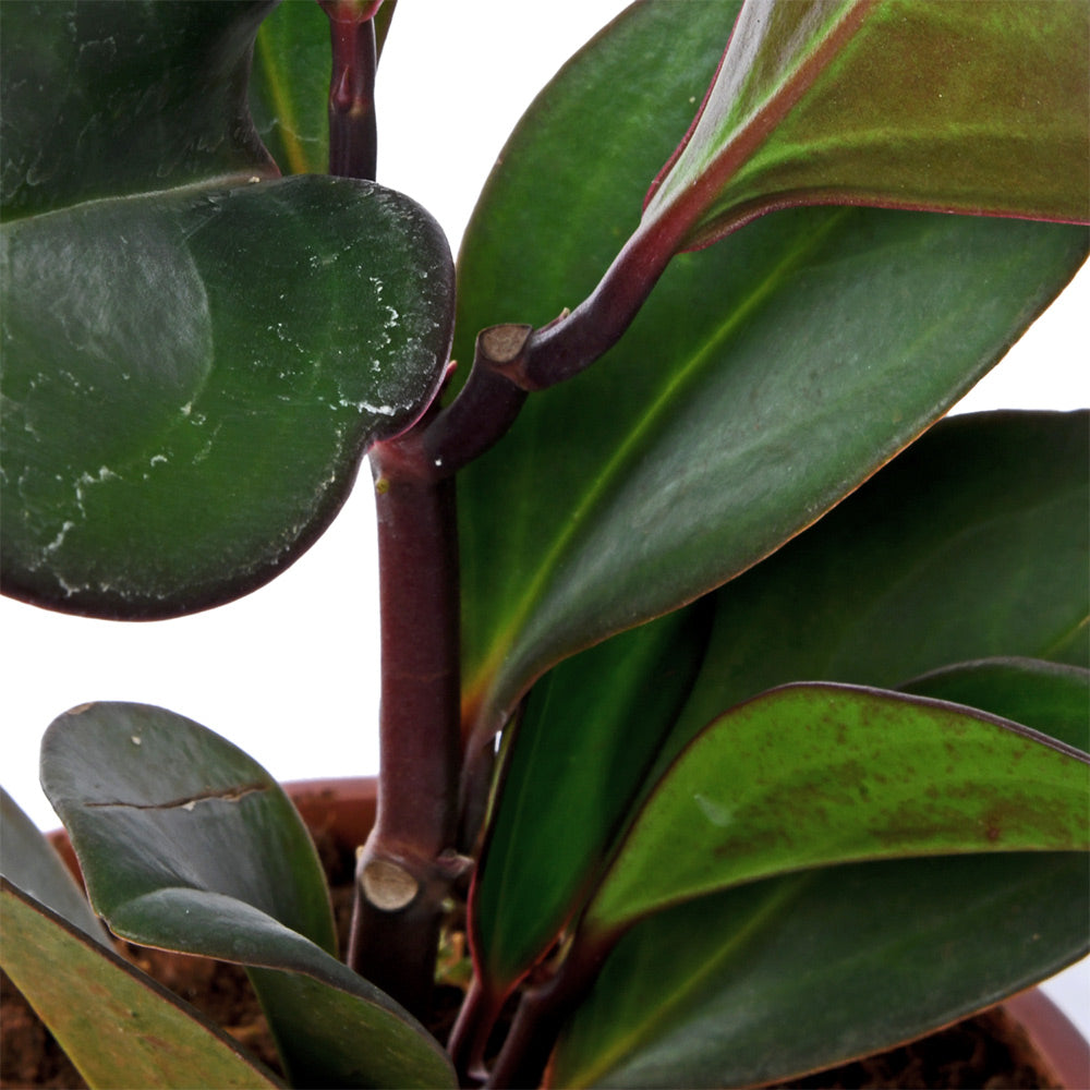 Pepromia Obustifula