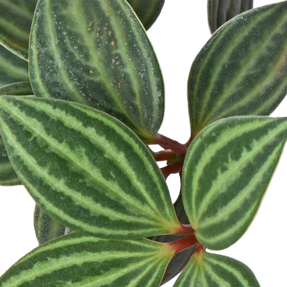 Pepromia Plumeolata