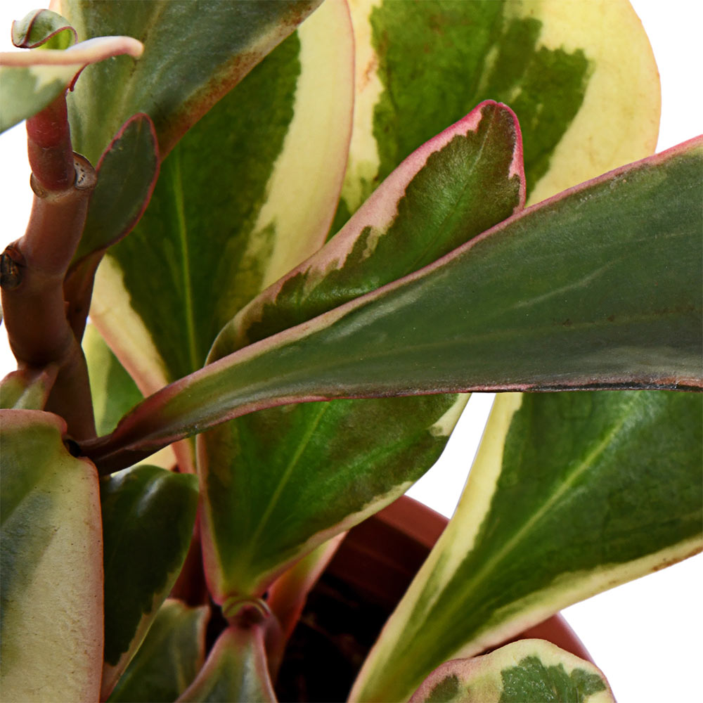 Peperomia Variegated long leaves