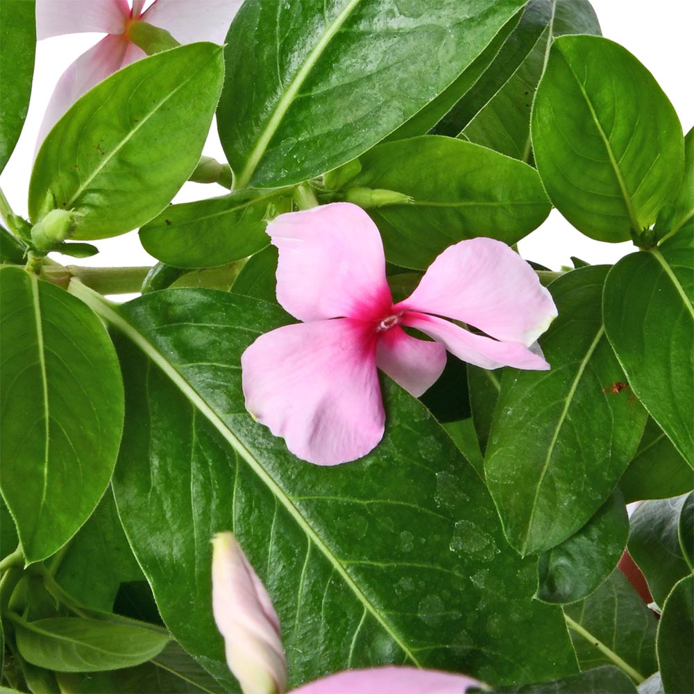 Periwinkle Baby Pink