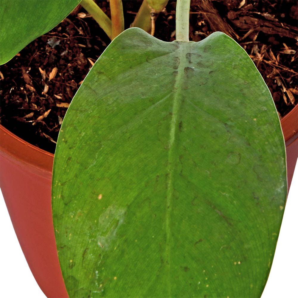 Philodendron Ceylon