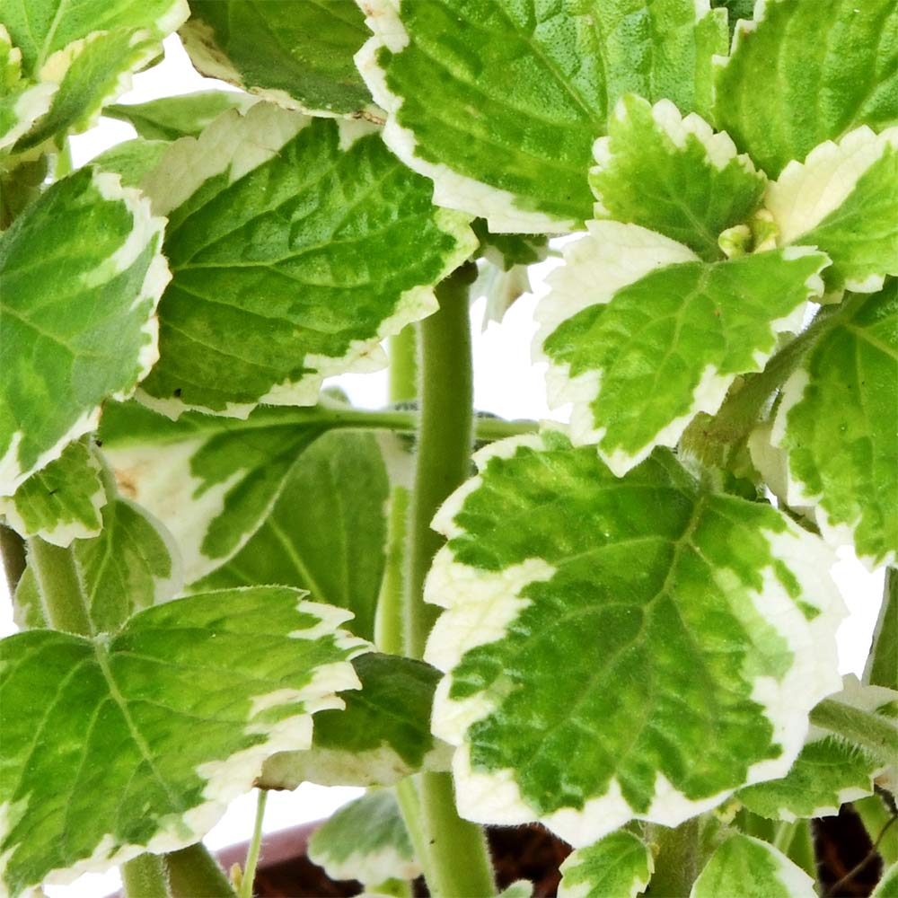 Plectaranthus