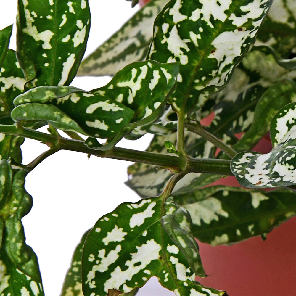 Polka Dot White Live Plant