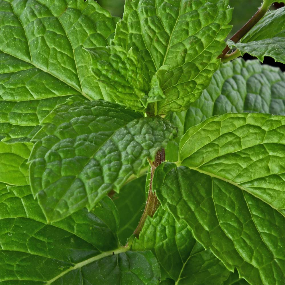 Pudina mint