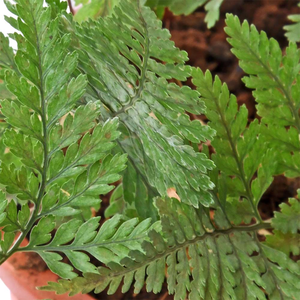 Rabbit Foot Fern