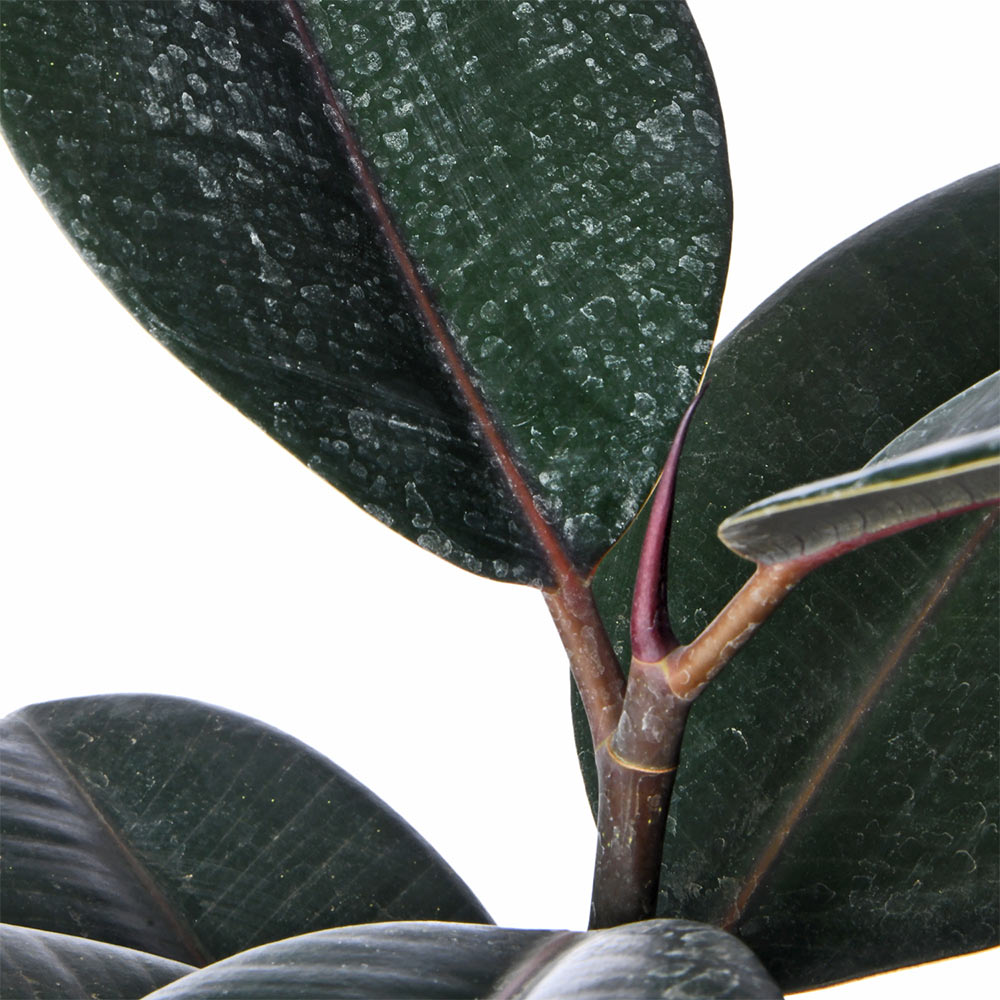 Rubber Plant (Ficus Elastica)