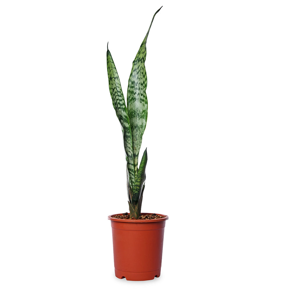 sansevieria water requirements Sansevieria