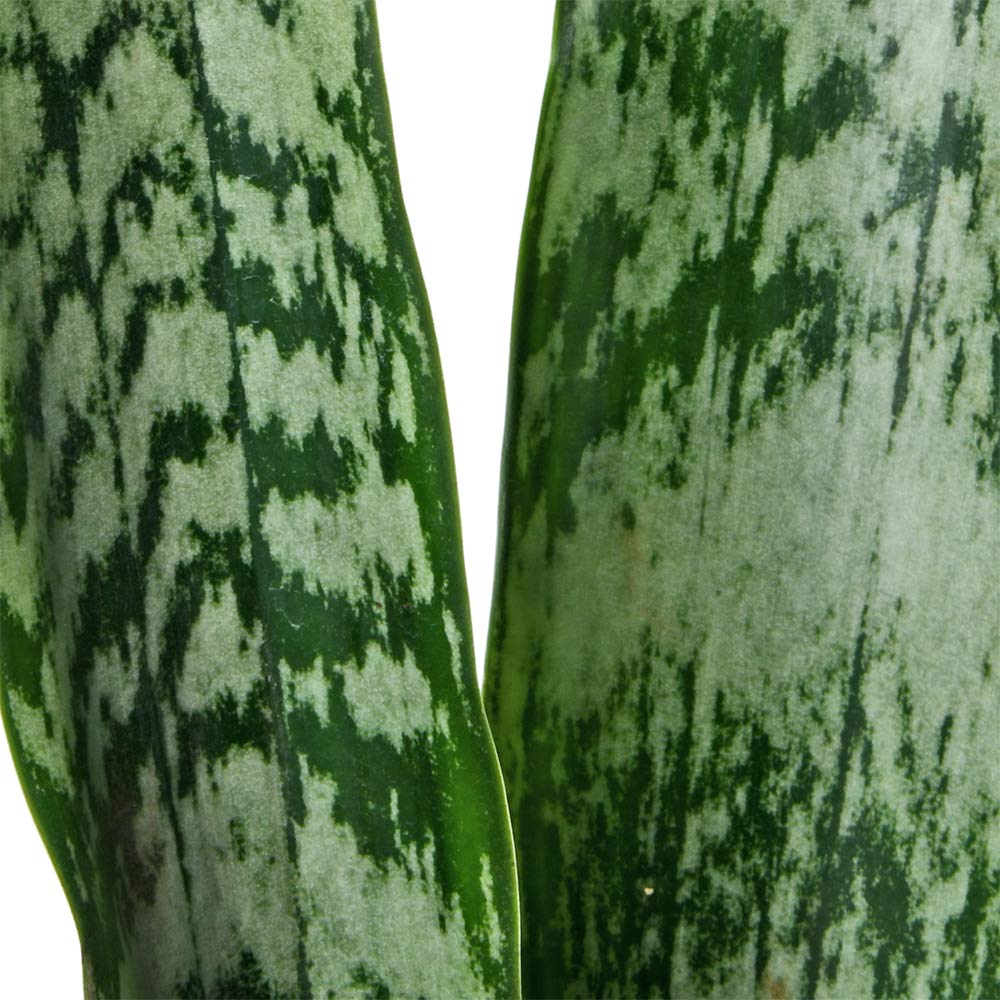 Sansevieria
