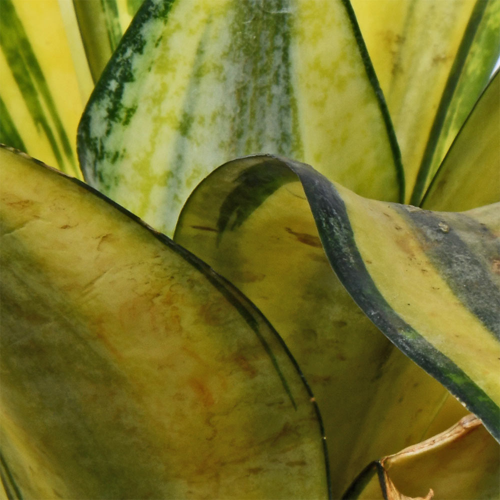 Sansevieria Gold Flame Hahnii