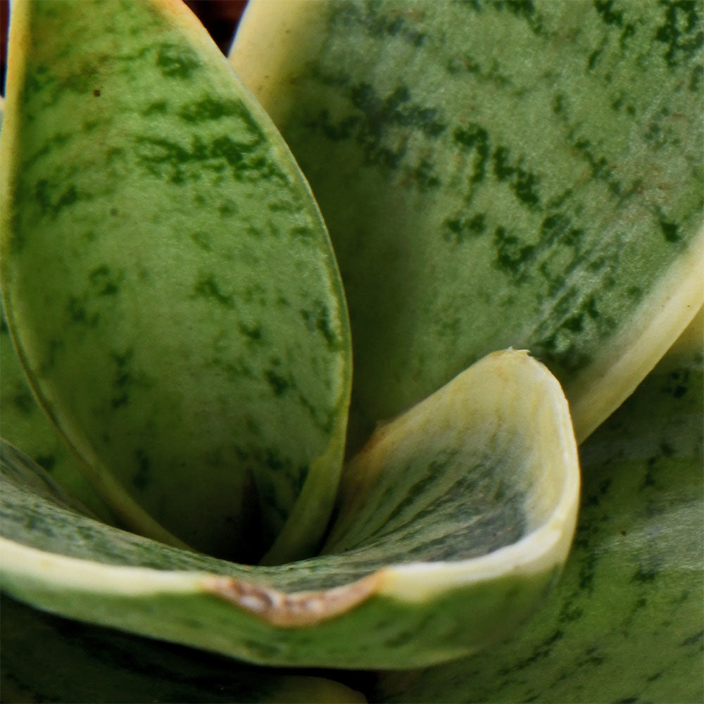 Sansevieria Priare Live Plant