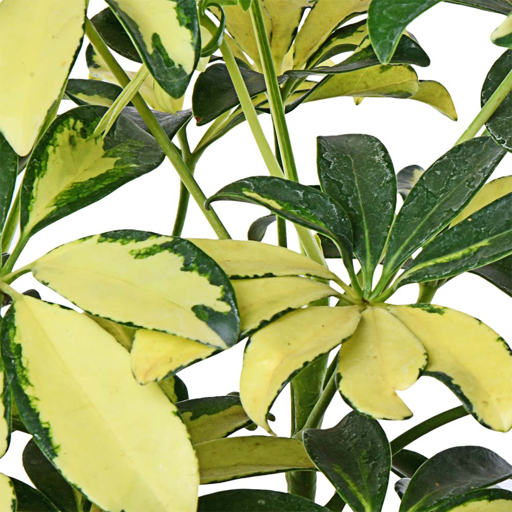Schfflera Varigated