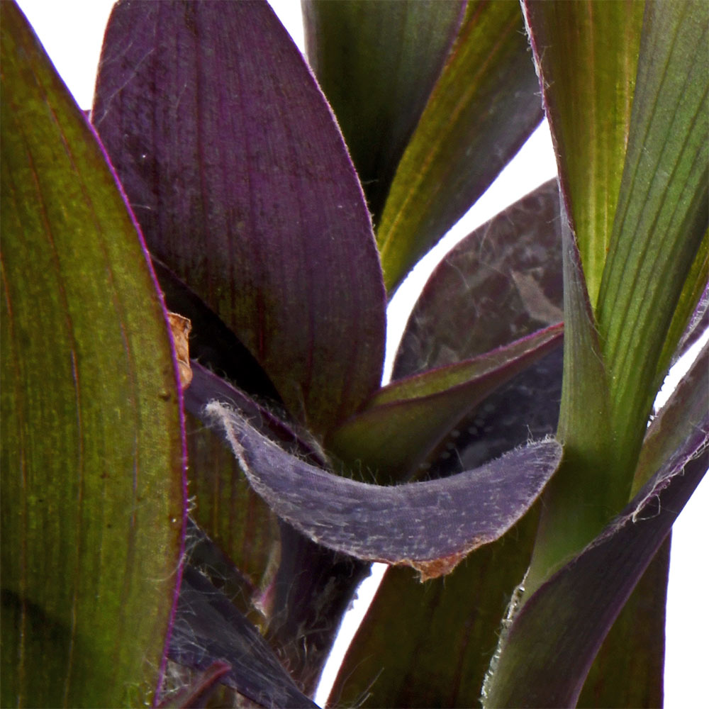 Setcresa Purpurea